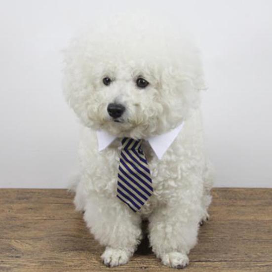 Guler de ajustare cu dungi, cravată papion pentru câine, cățeluș, petrecere, nuntă, îngrijire