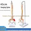 45CM Colorful Spine Model: Vertebral Column with Pelvis, Femur, Coccyx, Lumbar, Cervical Vertebrae for Chiropractic Use