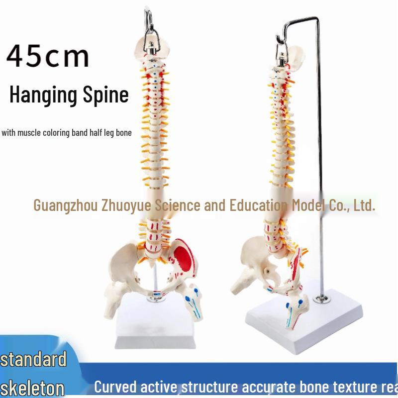 45CM Colorful Spine Model: Vertebral Column with Pelvis, Femur, Coccyx, Lumbar, Cervical Vertebrae for Chiropractic Use