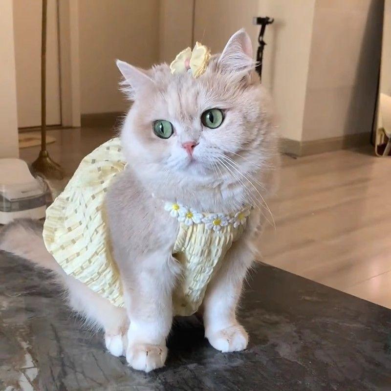 Cat Summer Clothes Small Skirt Anti-hair Loss Cute Gold Gradient British Short Summer Suspender Skirt