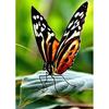 5D DIY Diamond Painting Butterfly Cross Stitch Kit Full Round Drill Embroidery Animal Mosaic Home Decor Kit Wall Art Gift