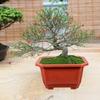 10 Pcs Ai Blue Clay Plant Pots Bonsai Rectangular Planters for Outdoor Plants Japanese Decorative Indoor Terracotta
