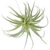 2 PCS Artificial Succulents Plants Unpotted Fake Flocking Tillandsia Air Plants Succulent Bromeliads Bouquet Arrangements Faux Plants DIY for Garden