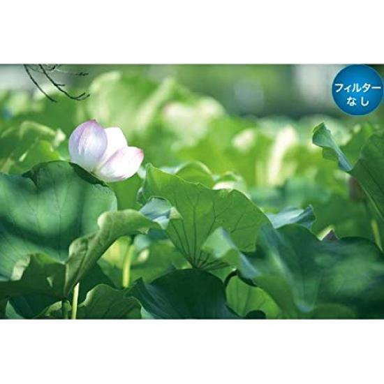 Marumi Soft Filter 46mm DHG Soft Fantasy N 46mm Soft Effect Made in Japan