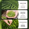 First Southriver Pre-Qingming Special Grade West Lake Longjing Green Tea