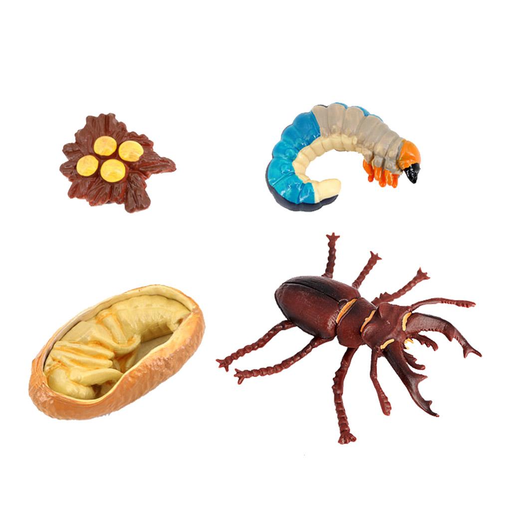 Pomoce dydaktyczne dotyczące cyklu życia zwierząt w klasie od 5. roku życia Biedronka