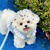 Universal Fit Harness And Leash Set Breathable Material Small Pet Harness  Tiny Pets