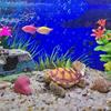 Artificial Polyresin Aquatic Sea Turtle Tortoise Aquarium Ornament Fish Tank Decoration Turtle Decor Turtle Pet Toys Mini Home