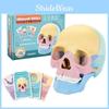 4d Human Skull Model Detachable Specimen Cranium Model Educational Toy