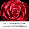 Amorosa Moderno Preserved Flower Diamond Rose Box 85 Disney Always Thank You