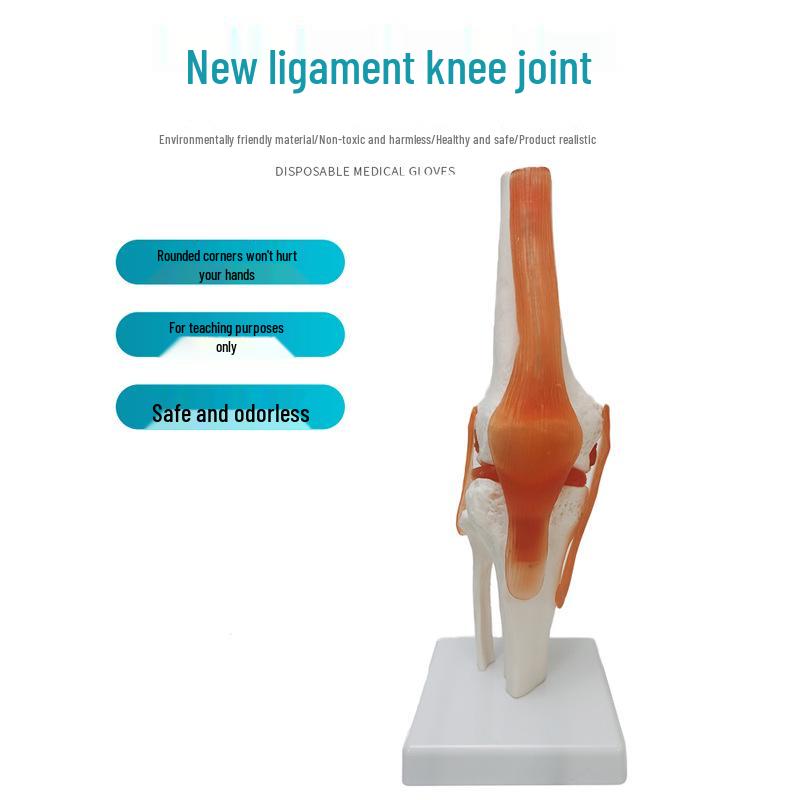 Human Skeleton Model with 6 Major Joints: Knee, Foot, Hand, Shoulder, Elbow, and Hip