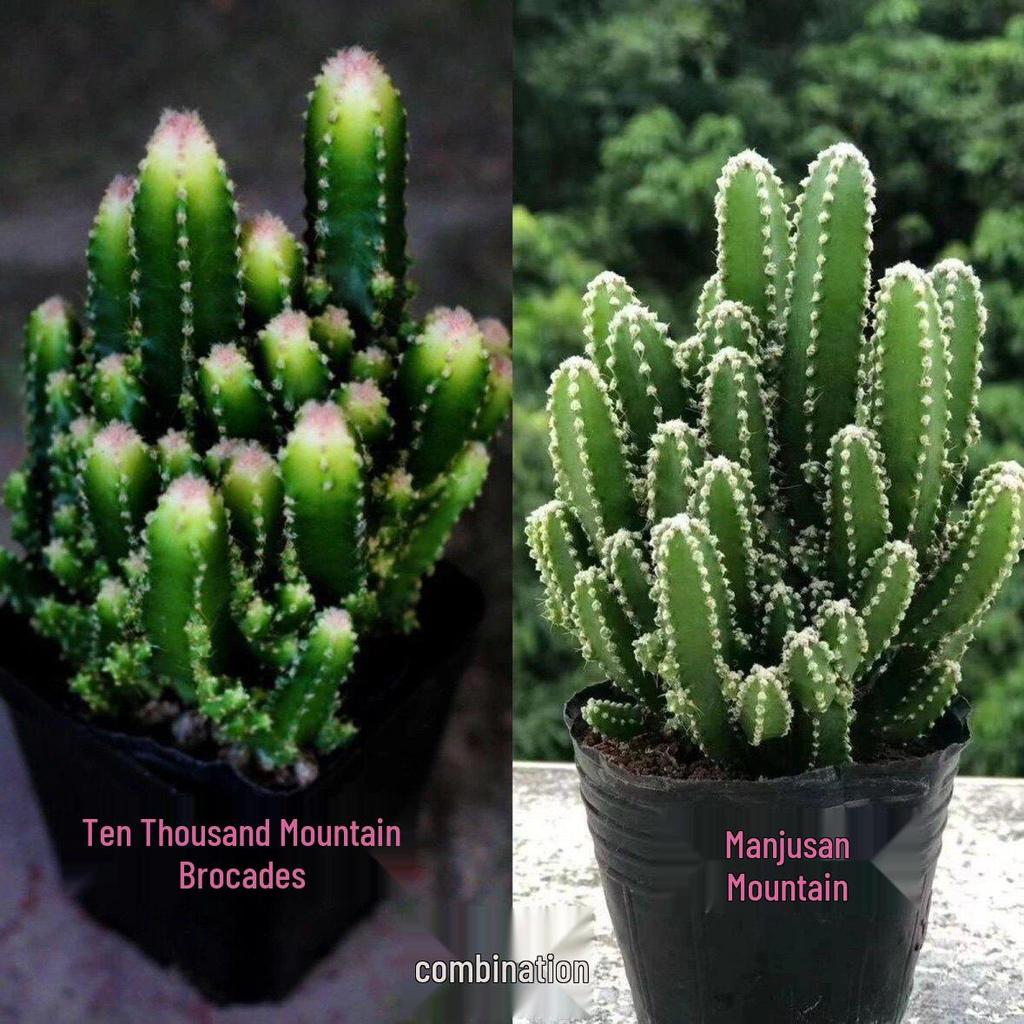 Ten Thousand Layer Mountain Money-Attracting Succulent Cactus Tree for Indoor and Office Decor