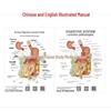 Human Digestive System Model: Stomach, Large Intestine, Cecum, Rectum, Duodenum.