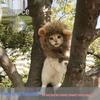 Universal Halloween Lion Costume Hat for Cats & Dogs – Adjustable Velcro, Cute Autumn/Winter Pet Accessory