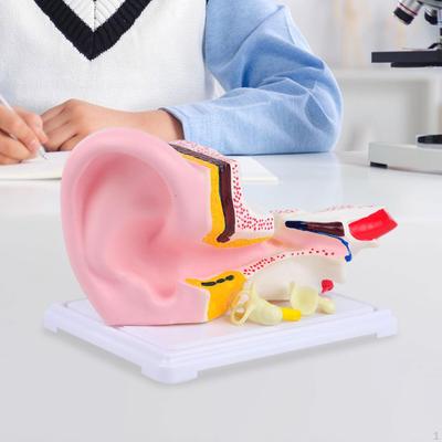 Human Ear Model Medical Professional Anatomically 3D for Office Education Study