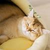 Avocado Cats Cave Bed Warming Calming Tent House for Small Dogs Non-Slip