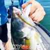 LUCKY CRAFT Gunfish 115NF Lake Murray (292 Clear)