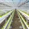10/20/50Pcs Hydroponic Colonization Net Basket Plant Nursery Pot Aeroponic Vegetable Planting Grow Soilless Culture Sponge Cup