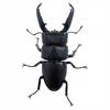 Genuine Gacha Scale Model Simulation Insect Model Collection Piece of A Giant Flat-bottomed Beetle Insect Model