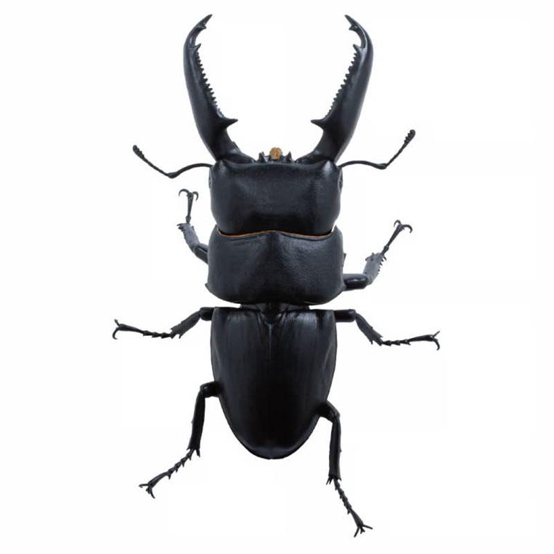 

Genuine Gacha Scale Model Simulation Insect Model Collection Piece belonging to ONE Giant Flat-bottomed Beetle Insect Model