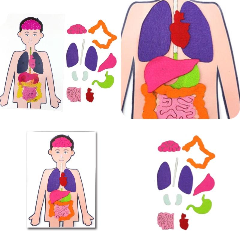 Diy Human Organ Recognition Non-woven Fabric Teaching Kit For Children Science Experiment Material Set