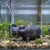 Realistic Hippo Oxygen Pump Efficient Aquarium Hippo Ornament  Aquarium Accessories