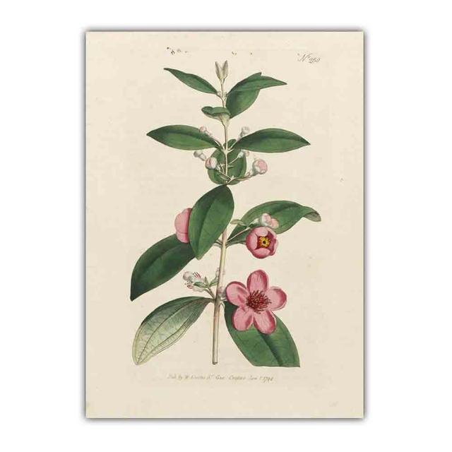 

Скандинавское ретро-искусство картина на холсте с изображением растений эволюция цветов Популярная наука Плакат гостиная коридор украшение дома фреска без рамки 21*30cm No Frame