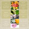 Ash Hydrogen Bath Citrus 350g of in Gift Includes Measuring H& & High-Concentration Salts, Lavender, & Forest, (Set 3) [Made Japan, Set, Spoon]