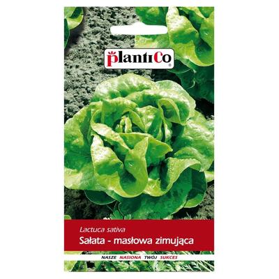 Wintering Ground Butter Lettuce Zina Vegetable Seeds for the Garden 1g