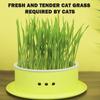 Simple Catgrass Planter Box Portable Catgrass Cultivation Tray For Green Bean