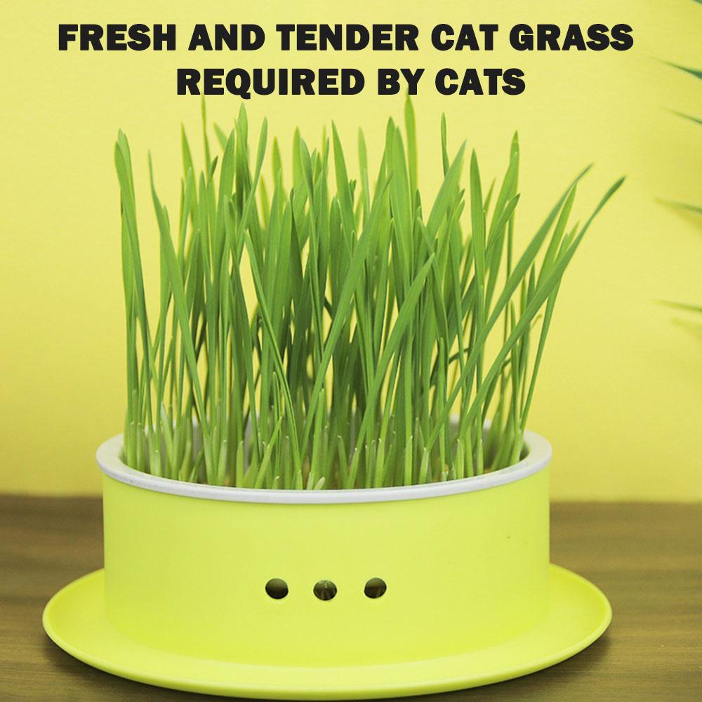 Simple Catgrass Planter Box Portable Catgrass Cultivation Tray For Green Bean