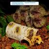 1 Stück Langlebige Birkenholz-Textur Pvc Unterschlupf Reptilien Versteckhöhle für Echsen und Amphibien Häutung Entspannung & Spiel