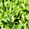 HelloYoung Té Oolong con Leche Té Verde Comida Verde Té con Leche JinXuan 50 g, 150 g, 250 g, 500 g