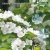 Undiluted Jasmine Fertilizer for Acid-Loving and Flowering Potted Plants