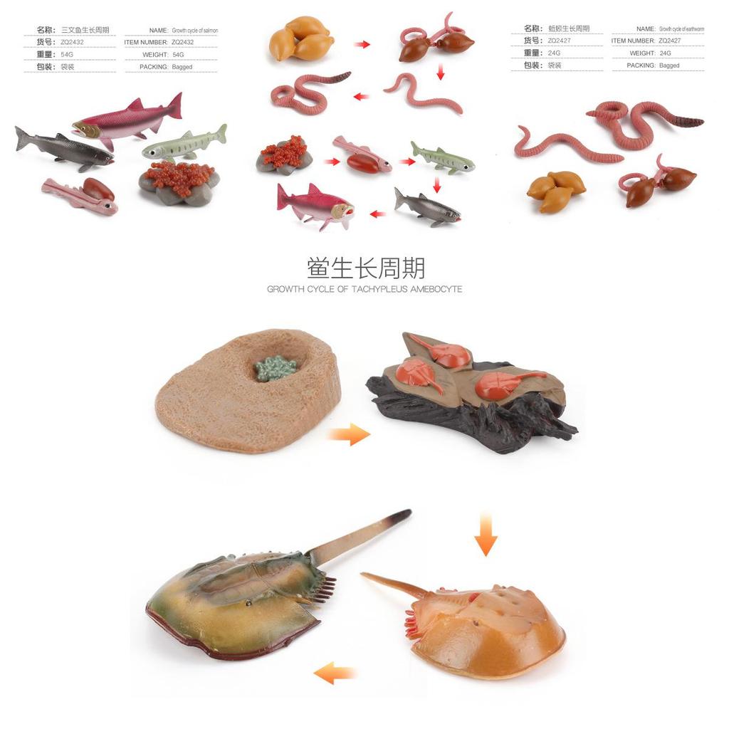 Childrens Educational Animal And Insect Growth Cycle Pvc Earthworm Octopus Model Set For Kids Learning And Activities
