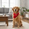 Red Color New Year Dog Scarf Cute Pet Dress Up Costume 2026 New Year Cat Knitted Scarf  Pet Show