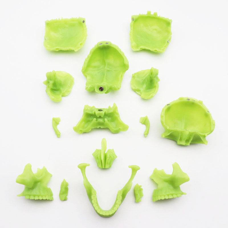 Medical 15-Part Detachable 1:2 Human Color Skull Model for Teaching
