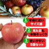 TKY Food Sample Set of Fake Fruit for Interior and More Apples, 5, (Realistic), Display, Decoration, Model, Drawing,