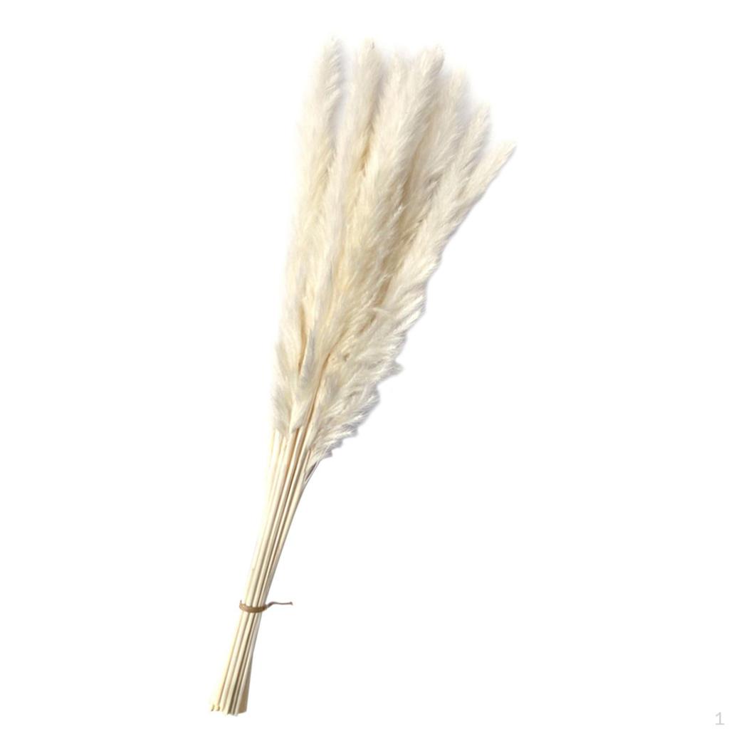 Dried Grass Bunch Bouquet Phragmites Reed Crafts Boho for Decoration Gift Birthday