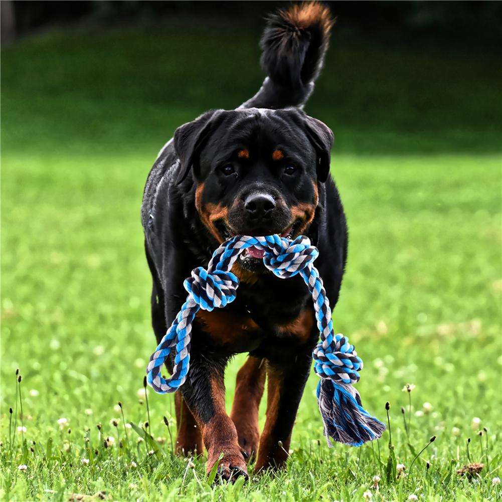 spring dog toy