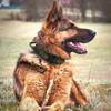 for Medium Dog with Buckle Military Dog Collar Tactical Dog Collar Dog Supplies Pet Accessories