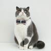 2PCS Adjustable Cat Collar Christmas Party Dogs BowTie Collar Pet Breakaway Necktie Collar Pet Festival Party Supplies
