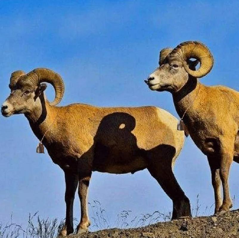 Kovový kravský zvonek Retro pastevní zvonek pro koně, ovce, kočky, domácí mazlíčky, proti krádeži pro psy, zvířata, měděný hlasitý kravský zvonek, přívěsek na větrnou zvonkohru