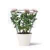 2pcs Horticultural Plant Holder Ring Holder Garden Plant Holder Gardening Tool