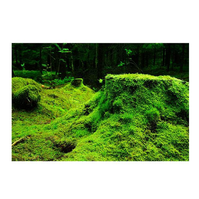 

Современный зеленый лес, свежий мох, холст, картина, настенное искусство, зеленое дерево, растение, художественные постеры и принты для декора гостиной, домашний декор 21cm×30cm NoFrame