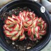 Lingyin Multi-Headed Succulent Planter: Creative Beginner's Office Plant for Radiation Protection