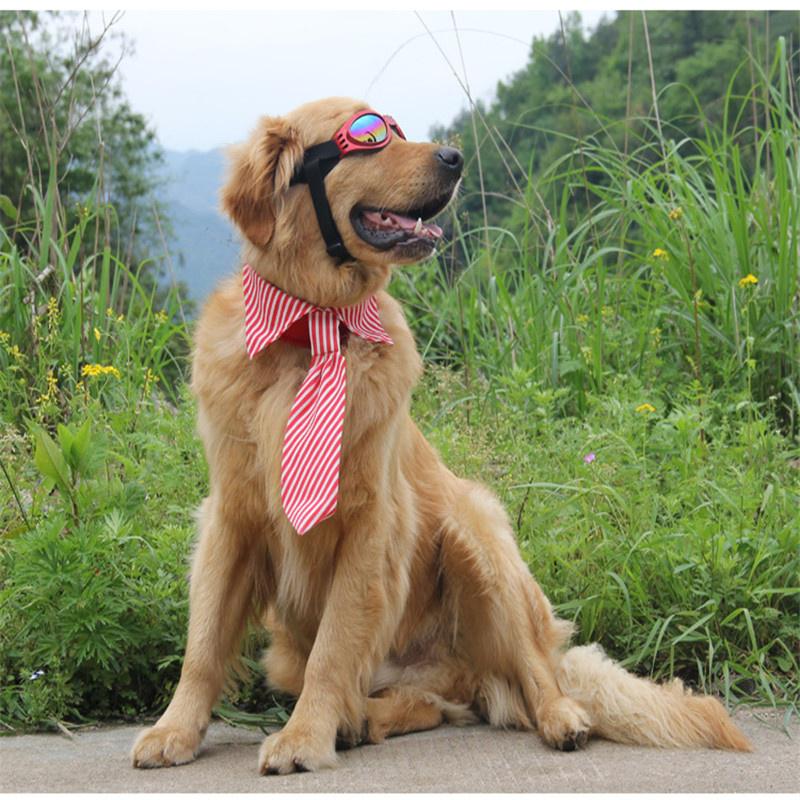 dog with tie