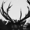 Ihsahn - Ihsahn [vinyl Lp]