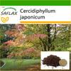 Katsuratree - 200 sementes - Com substrato para melhor cultivo - Cercidiphyllum japonicum