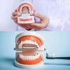Cheap Standard Dental Model Teeth Teaching Model Plastic Teeth Model For Dentist Dental Students Studying Education Display